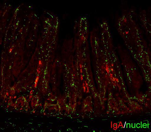 IgA 産生細胞数 IgA mrna 対照区 β カロテン区