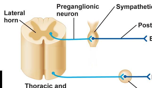 自律神経系の伝達物質 1) アセチルコリン (ACh) 自律神経節前線維 副交感神経節後線維 交感神経の一部の節後線維から 2) ノルアドレナリン