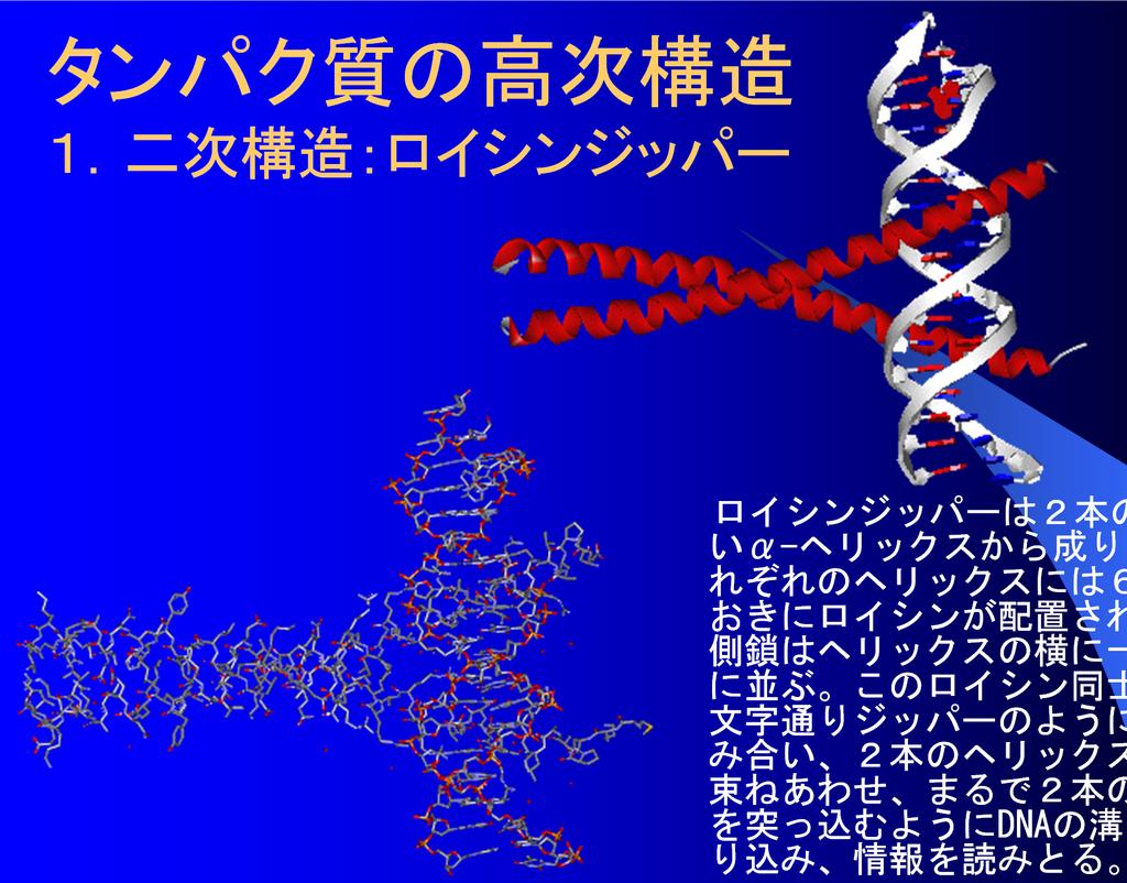 タンパク質の高次構造 １ 二次構造 ロイシンジッパー ロイシンジッパーは２本の長 いα-ヘリックスから成り そ れぞれのヘリックスには６つ おきにロイシンが配置されて 側鎖はヘリックスの横に一列 に並ぶ このロイシン同士が 文字通りジッパーのように噛