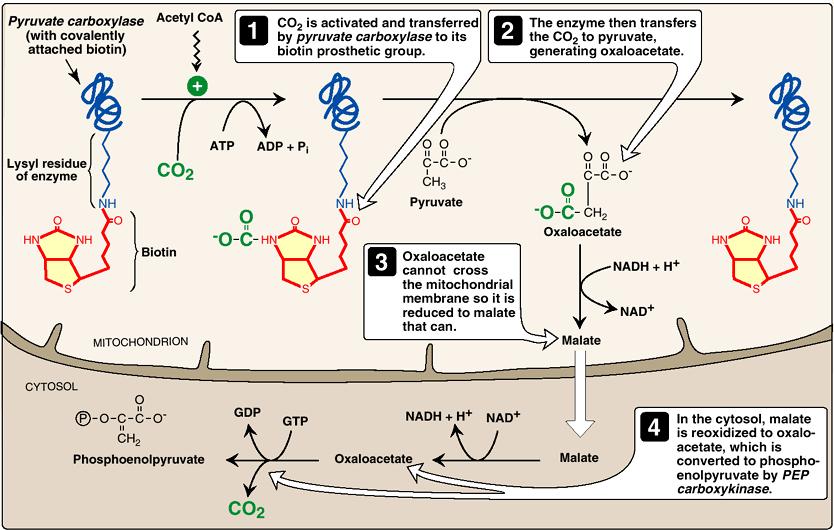 1 2 ピルビン酸 PEP CO 2 の活性化と転移 CO 2 の転移 1 の反応 ピルビン酸