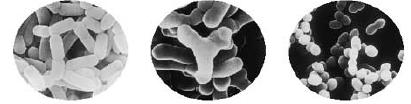 6 乳酸菌 [Lactic Acid Bacteria (LAB)] のバックグラウンド 私達のからだの細胞数 : 60 兆個