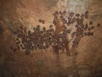 確認したコキクガシラコウモリ 以上 調査地ごとの状況を述べた コキクガシラコウモリは 越知町の洞窟 土佐山田町の洞窟および野市町の洞窟で圧倒的な優占種となっていた これらの洞窟ではキクガシラコウモリの個体数はきわめて少ないか皆無であった