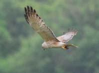 本州以南に冬鳥として飛来 本州中部以北で局地的に繁殖