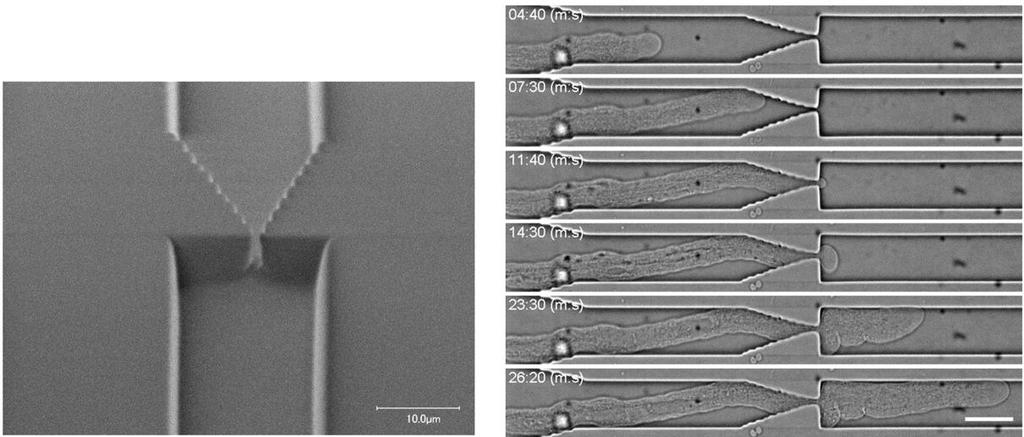 ポイント 先端成長をする植物細胞が 狭くて小さい空間に進入した際の反応を調べる または観察するためのツールはこれまでになかった 微細加工技術によって最小で1マイクロメートルの隙間を持つマイクロ流体デバイスを作製し 3 種類の先端成長をする植物細胞 ( 花粉管細胞 根毛細胞 原糸体細胞 ) に試験した結果 これら全ての細胞が狭小な隙間をすり抜けられることが明らかになった