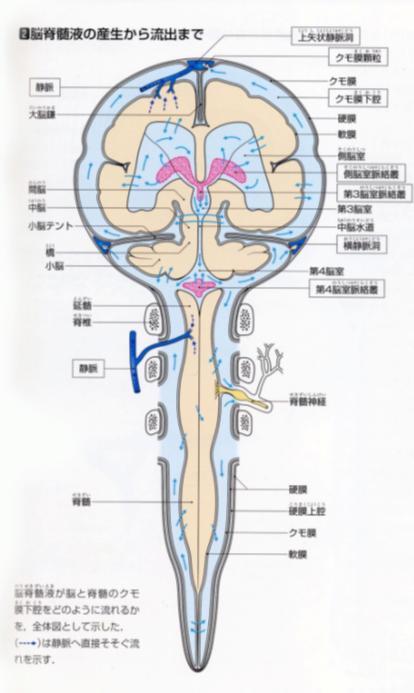:120ml(1/2が脊柱管内) 腰椎穿刺で RI 注入 約 3 時間で上矢状静脈洞に到達 髄腔内半減期
