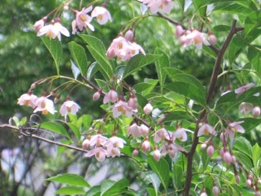 どの棟にも一本ずつハナミズキが植えられています ほかに 庭の管理棟屋上へ上る木の階段の辺りや遊び広場の辺りにもあります アメリカからやどうぞくってきた花ですが同族のやまぼうしは日本産です 赤花と白花があり