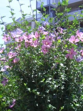 アジサイが咲く少し前 5 月下旬には ソワールの 花の会 によって花壇の草花の植えかえが行われます 寄せ植えされる草花は年によって変わりますが ほぼ毎年植えられる花にサルビアがあります