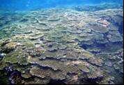 調査代表者 : 九州大学 野島哲氏 春這調査地点で観察された卓状ミドリイシ類のホワイトシンドローム 本年度の平均サンゴ被度は 昨年度が 29.4% であったのに対し 28.