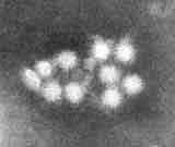 その表面にコップ状の窪んだ構造が観察されることがカリシウイルス命名の由来となっている 図 1にノロウイルスの電子顕微鏡像を示した 直径が38ナノメータの正二十面体である プロトタイプは 1968