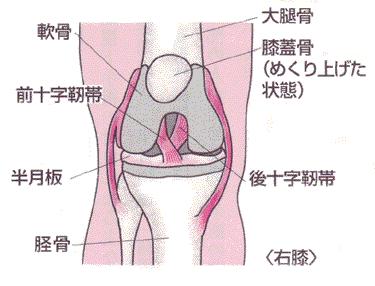 右膝関節 シツカンセツ ACL 大腿骨外側後方から脛骨内側前方に 外側側副靭帯 LCL