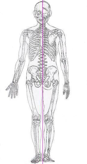 下肢長 仰臥位で骨盤を水平に保ち下肢を伸展 膝蓋骨を前方に向けた状態で計測 SMD =spina malleollar distance = 棘踝 ( 果 ) 長 : 上前腸骨棘 ( 脛骨 ) 内踝 ( 内果 ) 大腿長 :