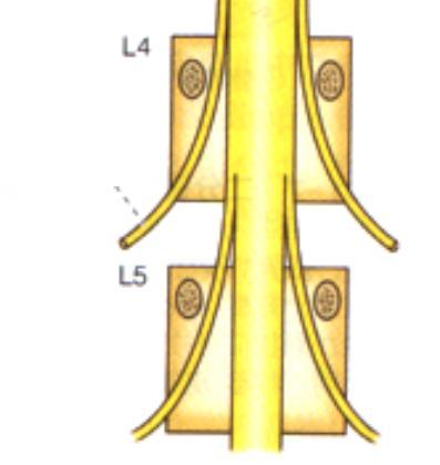 腰椎 L4 の神経根は L45 から脊柱外に出る L4 椎体 L4 神経根 cf.