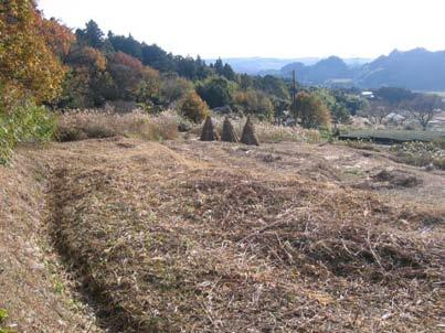 茶草の刈取り風景