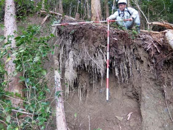 立木の根系が及ぶ範囲より深い部分で表層崩壊が発生 (