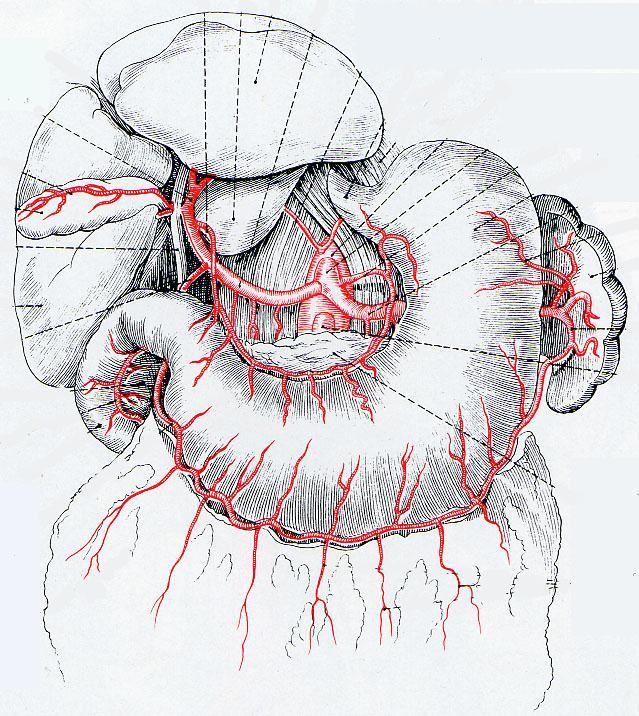 Graft( バイパスの材料 ) 胃大網動脈 (GEA:gastroepiploic artery) 長所 有茎 動脈グラフト (in-situ) 短所 開腹の必要があり