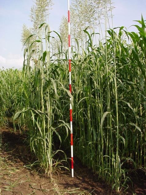 新品種 涼風 牧草用機械で省力収穫可能 2012 年品種登録 高消化性品種 トウモロコシ代替として期待 従来型よりも作期短い