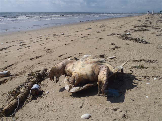件について孵化が確認されている 8 月 27 日には 地元住民からの情報提供があり 子ガメ及びアカウミガメの死骸が調査範囲外