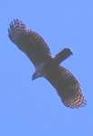 下腹に褐色の斑がある 飛翔時には翼角に暗黒色に斑が目立つ 分布