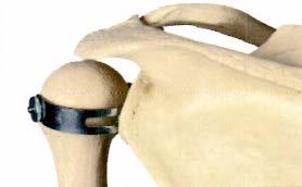 標準型から脊柱可動型 筋表示型 番号表示型 各靭帯付型 軟椎間板型 多分解の頭蓋骨付型 特殊関節機能型 女性骨盤型 各吊り下げタイプ等が選択できる多様多品種 8.