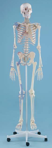 肩関節と股関節の連結にはエラスティックコードを採用しております 頭蓋骨は 3 分解です 写真 2.