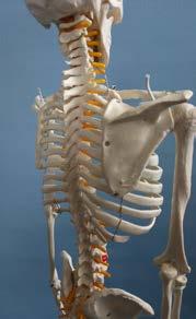 椎間板はシリコン製 肘関節後部の見れます 頭蓋底部もきちんと造形