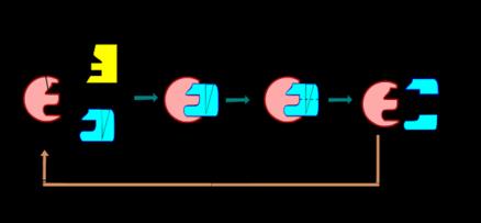 基質特異性 カギ ( 作用される基質 ) と鍵穴 ( 酵素側の受け場所 ) の関係になる構造を持っている このために特性が出る 決まった物質にしか働かない 酵素の性質 同じ働きをする酵素の 3 次元構造はよく似ていることが多い 最適温度