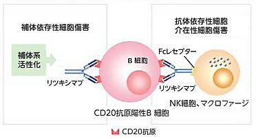 B 細胞リンパ腫に対するリツキシマブ リツキシマブは CD20 に対するモノクローナル抗体で 補体 依存性細胞傷害