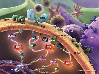 細胞内シグナル伝達経路を標的とした薬剤の開発 HDAC 阻害薬 ( ボリノスタット )/ 皮膚 T 細胞リンパ腫 プロテアソーム阻害薬 ( ボルテゾミブ )/