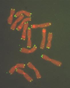 3.4 テロメア (telomere) 染色体の末端には特定の塩基配列の反復がある 基本は (TTAGGG) n であるが 種によって変異がある テロメア配列は染色体 (DNA) の複製ごと すなわち細胞分裂ごと
