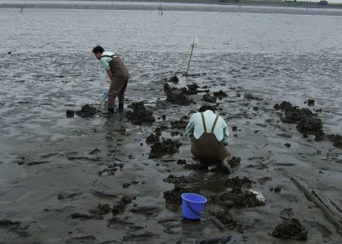 ハンドスコップ及び熊手を用いて干潟の底泥を採取して 生息する生物の種類を記録した 観察の対象とする生物は 大型の甲殻類