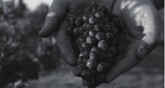 Cabernet Sauvignon に適しています 50ha ある葡萄畑の各区画 は異なった時期に植えられ 現在平均樹齢は約
