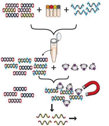 ビオチン化 crna ベイトライブラリ earray によるカスタムライブラリキットのデザイン DNA オリゴを切り離す 溶液中でハイブリダイゼーション
