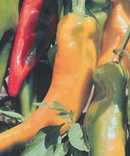 Peppers 0018