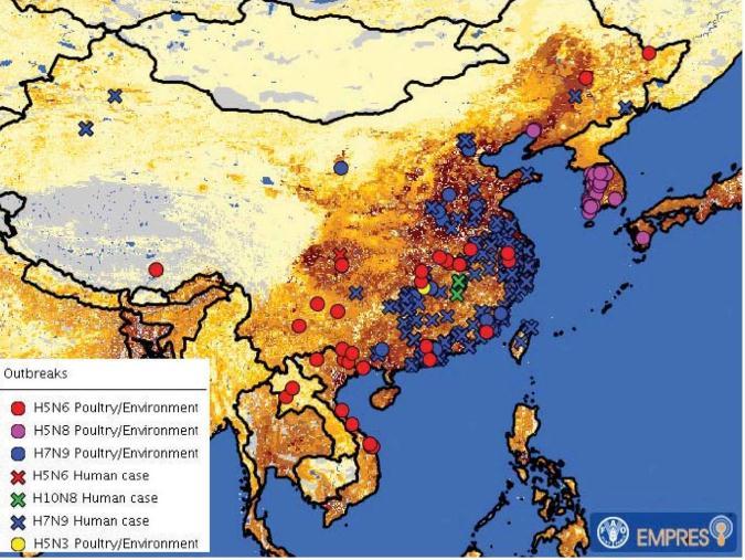 図 1. 東および東南アジアで 2013 年以降循環している鳥インフルエンザウイル ス株の概要 ヒトにおける H5N6 これまでにわずか 1 例のみの H5N6 ヒト感染が報告されている この症例は中国四川省の最初の家禽発生と関連のある 49 歳農夫で 2014 年 5 月 6 日に報告され 入院後数日で重度の肺炎によって死亡した 患者との濃厚接触者は医療監視下に置かれたが