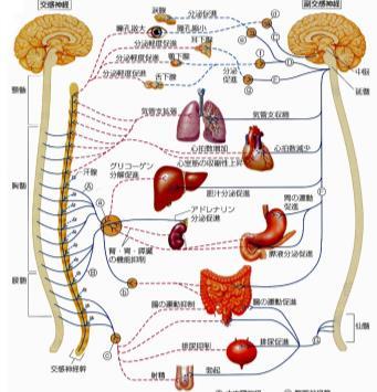 解剖生理学内臓機能の調節 ( 自律神経系 ) 内臓機能の調節 生体内の諸臓器 組織は 常に一定の活動をしているわけでなく 生体内外の環境は常に変化するため その活動状態も環境に応じてダイナミックに調節されている 生体内外の環境の変化に応じて臓器の機能状態を変化させているのが 自律神経と内分泌腺から分泌されるホルモンであり 両者はホメオスタシスの主役といえる (1) 神経による調節はその効果の発現