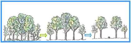 1 多様な森林整備の推進 (1) 基本方針 常緑広葉樹や過密なアカマツを除間伐して 落葉広葉樹の明るい林に管理します 森林に多様性を持たせるため 皆伐して萌芽更新を図る区域 伐採を極力行わない区域なども配置します 落葉広葉樹林の高齢化に伴う弊害 ( 病害虫 中下層木への被圧 更新困難化等 )