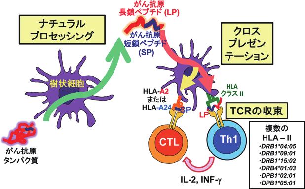 MHC がん免疫療法におけるがん抗原ワクチン療法の現状と将来展望 2018; 25 (1) だけではなく TAA 特異的な Th1 細胞の存在が重要であ にがん患者の末梢血中に 同定した LP に特異的な Th ることが知られている さらに 上述した TAA-SP は 細胞が実際に存在することを確認した また 膀胱がん CD80/86 などの共刺激分子が発現していない 抗原提示