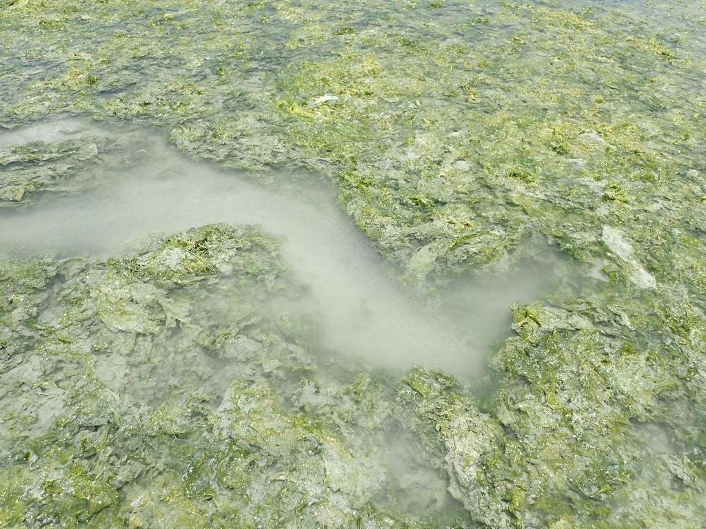 緑藻類の大発生堆積 >