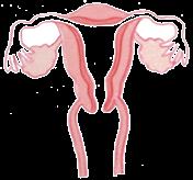子宮体部 子宮頸部 子宮の構造 子宮は 中が空洞 ( 子宮腔 ) の西洋梨のような形をしていて 上方の胎児を宿るやや球形の体部と下方の腟につながる細長い頸部からなります (