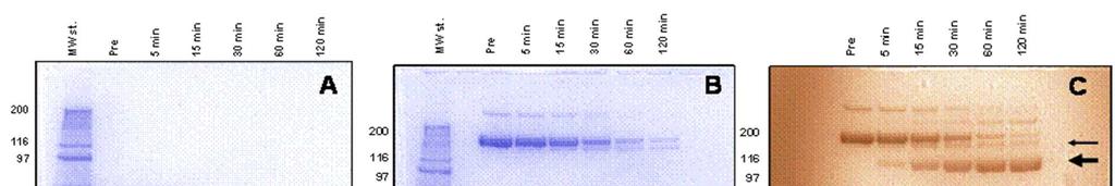 16 of 46 [ 結果 ] ノナコグベータペゴル及び BeneFIX の断片を SDS-PAGEで分析した その結果 それぞれ FIXaの重鎖及び軽鎖を示す 30 kda 付近及び 22 kda 付近の 2つのバンドが 両製剤で同様に認められた ノナコグベータペゴル活性化の過程で PEG 化ペプチドが遊離していることが PEG 染色ゲルで認められた高分子側のバンドから明確に示された ( 図