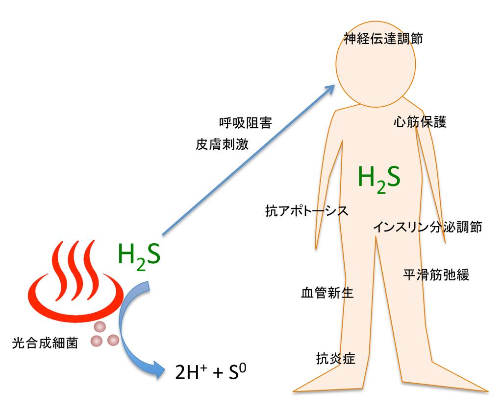 図 2: 硫化水素の生理作用外界の硫化水素は呼吸阻害を強力に引き起こす毒物だが 生体内で生合成される硫化水素は 様々な細胞 生体機能の恒常性の維持に重要な働きをしていると考えられている 研究内容増田准教授らのグループは 硫化水素を電子源に光合成を行う紅色光合成細菌を用いて 硫化水素を認識するタンパク質の同定を試みた まず スクリーニング法を工夫することで
