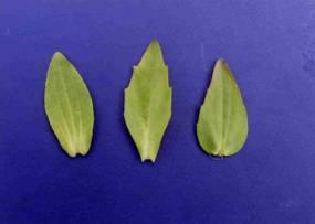 タイワンヤマイはイヌホタルイと比べると 花茎が細く草丈が低い 小穂が細く先端が尖る ( 写真 1) 種子の刺針状花被片の長さが種子の 2 倍程度 ( イヌホタルイは 1 倍程度 ) などの識別点がある 写真 1 イヌホタルイ ( 左 ) とタイワンヤマイ ( 右 ) の小穂 (3) アゼナ アメリカアゼナ タケトアゼナアメリカアゼナ タケトアゼナは北アメリカ原産の帰化雑草