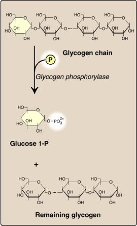 グリコーゲンの分解 グリコーゲン鎖 グリコーゲンフォスフォリラーゼ グルコース 1- リン酸 分岐部は分岐切断酵素 (debranching enzyme) によって切断され グルコースを生じる グルコース 1-