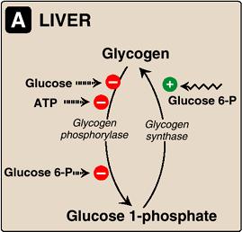 図 11.9 グリコーゲンの生成 分解の調節 (1) 肝臓筋 グリコーゲンフォスフォリラーゼ ( 分解酵素 ) を抑制 :