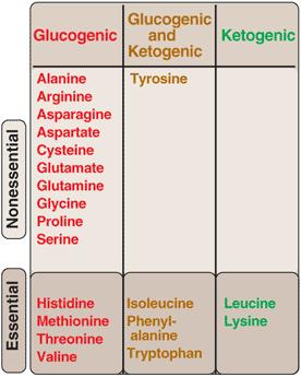 アミノ酸の分類 炭素骨格の処理のされかたからの分類 非必須アミノ酸 Glucogenic ( 糖原性 ):
