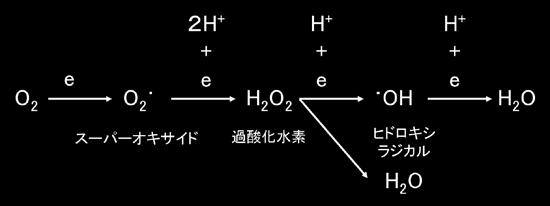 分子につき酸化的リン酸化によって 3 分子の ATP ができる FADH 2:1 分子につき酸化的リン酸化によって 2 分子の ATP ができる 7.