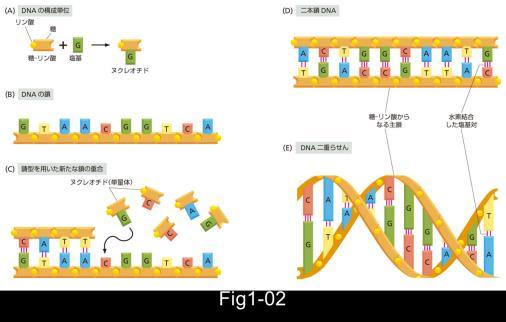2018/4/10 DNAコンパクトにまとめられて 核内に 収納されている 塩基の相補性 A T G