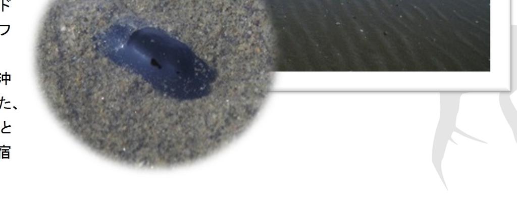 AL で確認された Pinnixa 属の一種 は 2014 年に盤洲干潟をタイプ産地と 写真３ ヤミヨキセワタ して新種記載され バンズマメガニ Pinnixa banzu と命名されました
