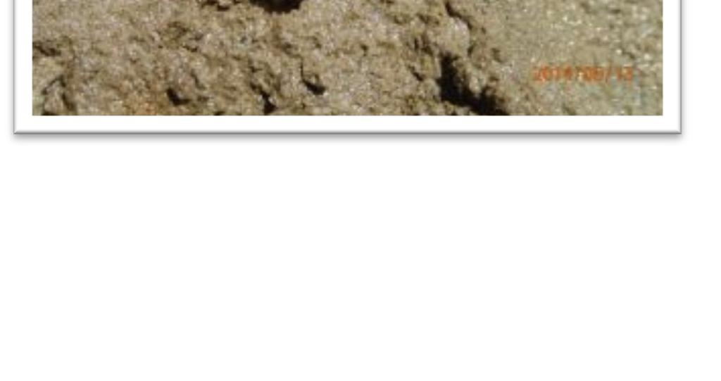 干潟の絶滅危惧動物図鑑において 絶滅 危惧ⅠB 類に指定されている 潮間帯下部では 巻貝類 二枚貝類 甲殻類 多毛類の出 現数が多く