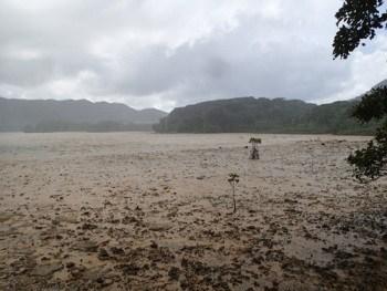沖縄県石垣市 川平湾の最奥部に位置する干潟で 後背地には外来種 であるトクサバモクマオウ トキワギョリュウ の林が広がり